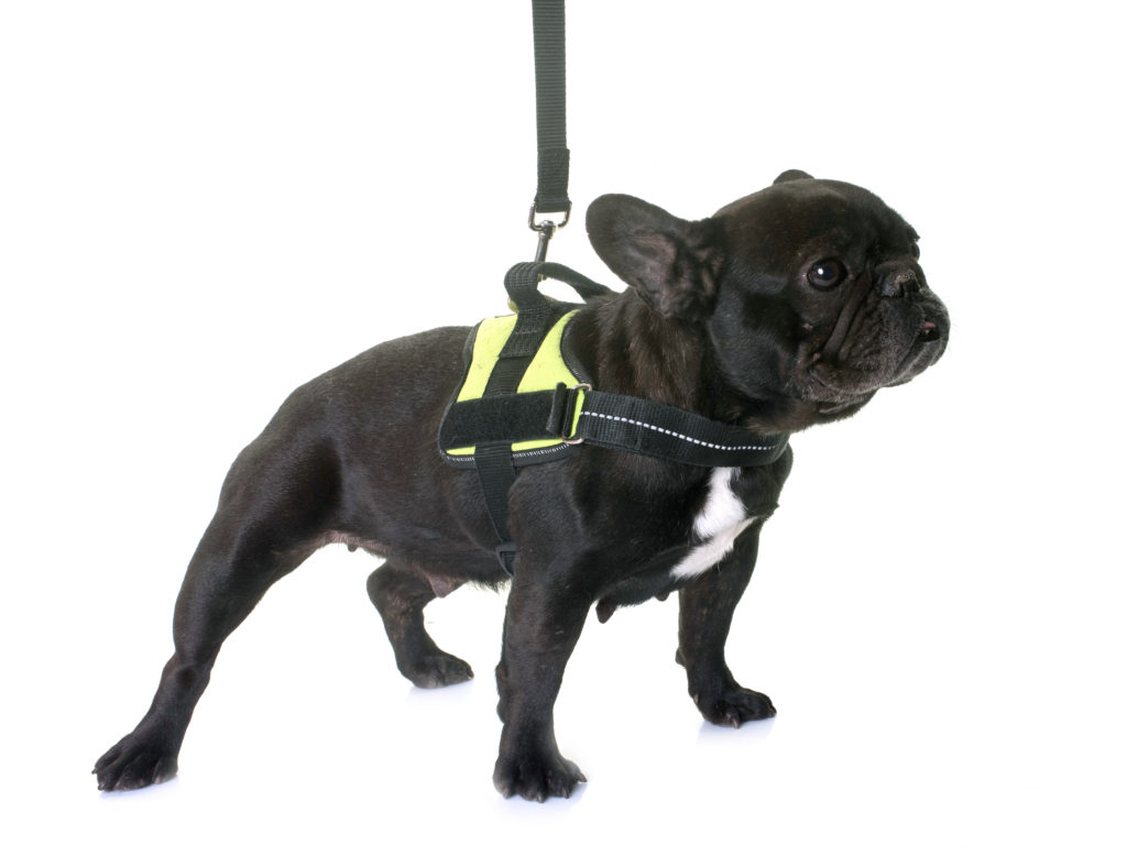 7 Best Dog Harnesses for French Bulldogs in 2020