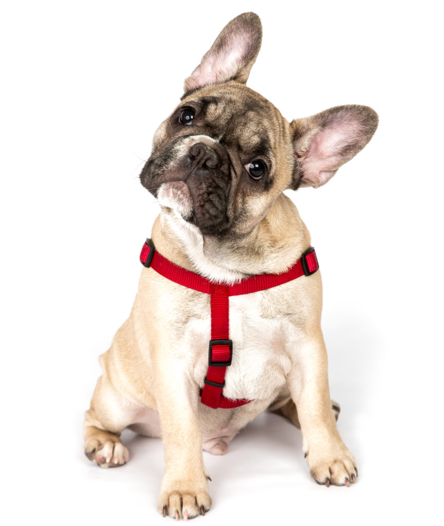 7 Best Dog Harnesses for French Bulldogs in 2020