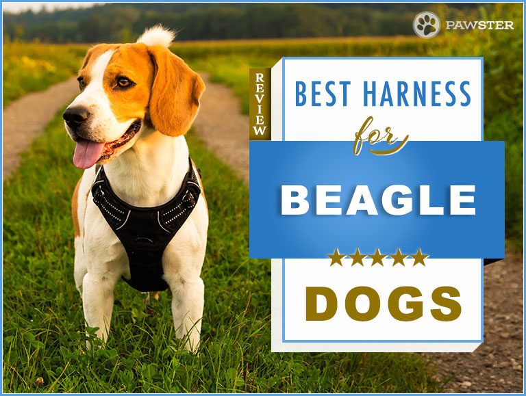 7 Best Dog Harnesses for Beagles in 2022