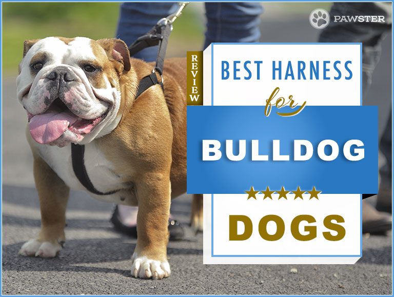 best harness for bulldog puppy