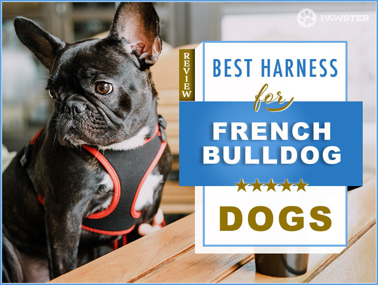 7 Best Dog Harnesses for French Bulldogs in 2023