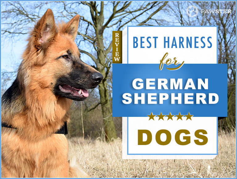 7 Best Dog Harnesses for German Shepherds in 2023