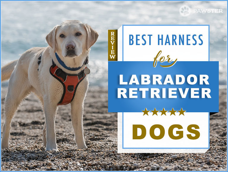 7 Best Dog Harnesses for Labrador Retrievers in 2023