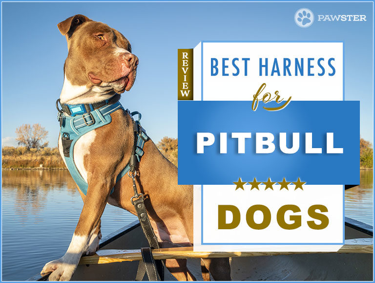 7 Best Dog Harnesses for Pitbulls in 2022