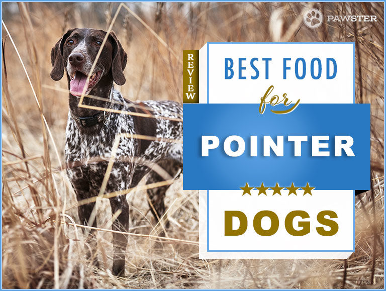8 Best Dog Foods for German Shorthaired Pointers in 2022