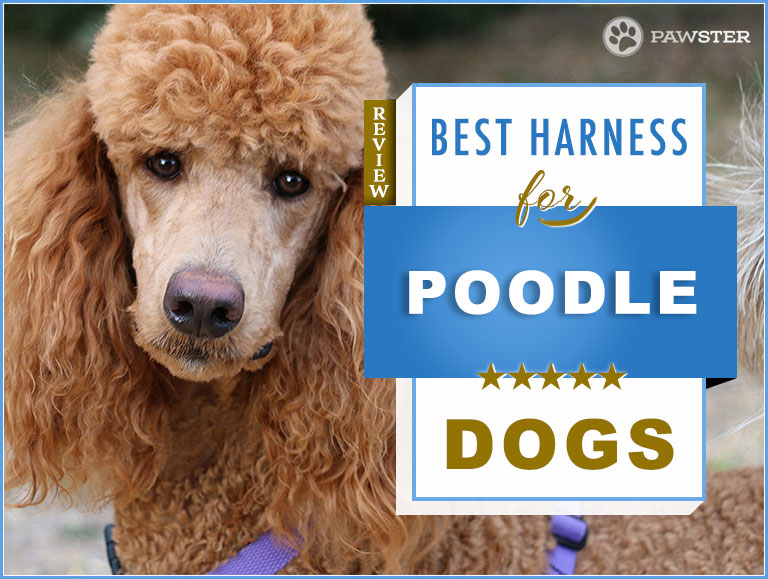 7 Best Dog Harnesses for Poodles in 2020