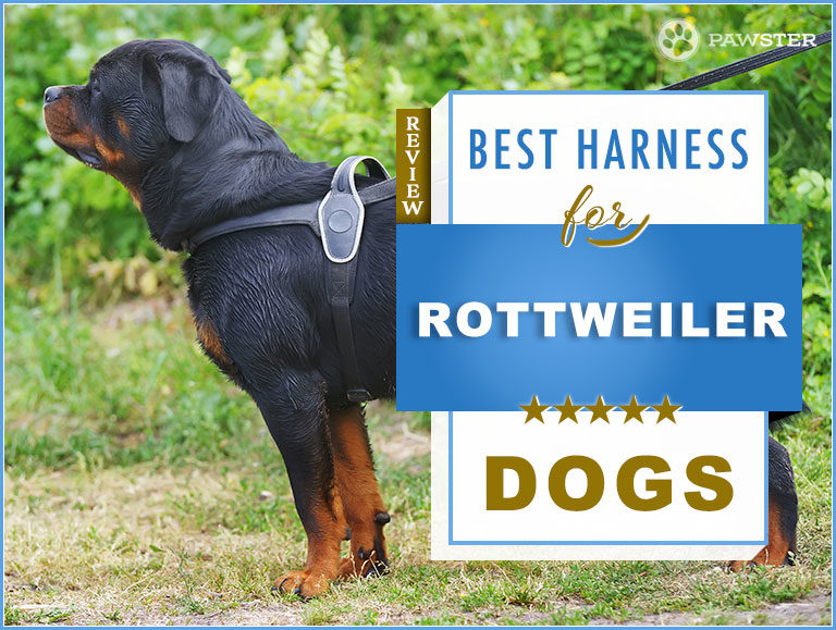 7 Best Dog Harnesses for Rottweilers in 2023