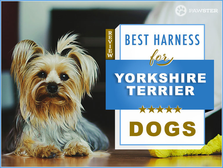 7 Best Dog Harnesses for Yorkshire Terriers in 2022