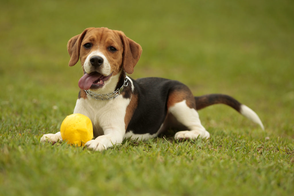 best chew toys for beagles