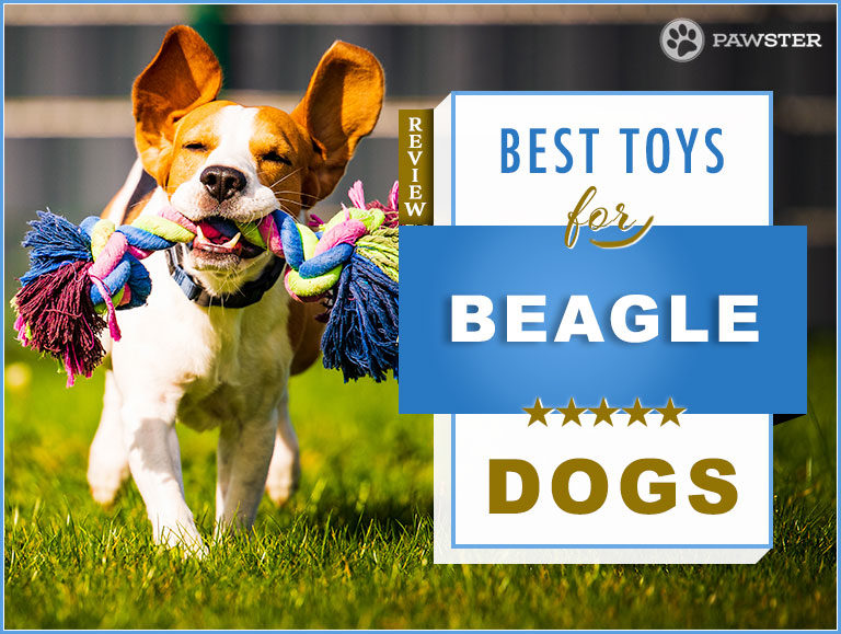 10 Best Dog Toys for Beagles