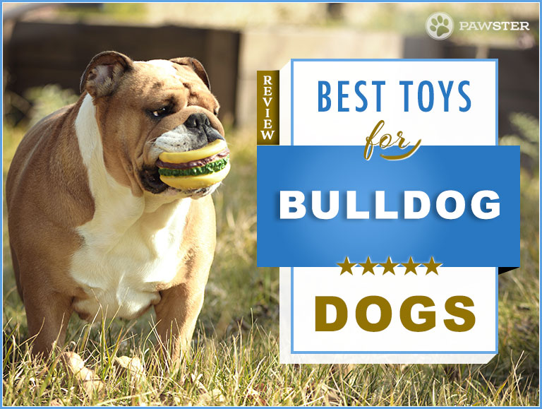 best toys for bulldogs