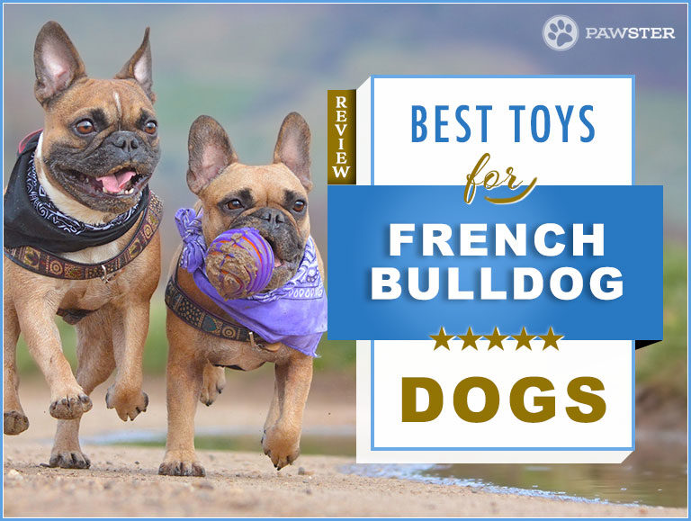 Best Toys For French Bulldogs : Top 8 Picks for 2022