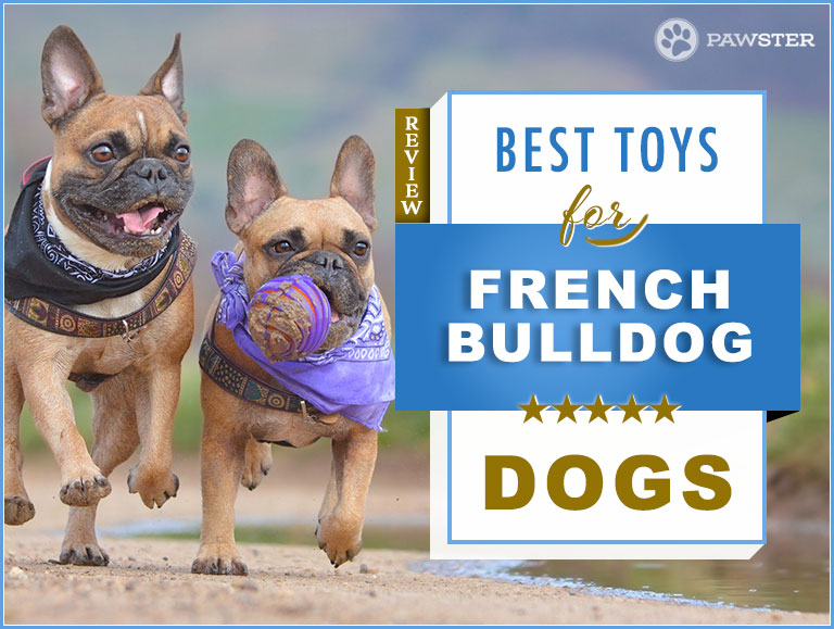 french bulldog chew toys