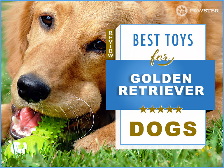 Best Dog Toys for Golden Retrievers Puppies & Adults in 2022