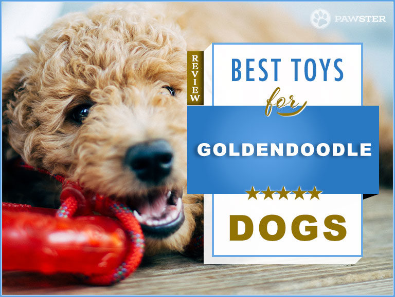 9 Best Dog Toys for Goldendoodles in 2023