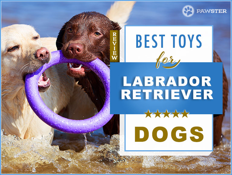 best toys for black labs