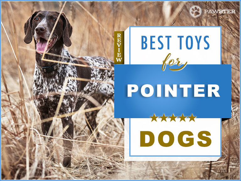9 Best Dog Toys for German Shorthaired Pointers in 2022