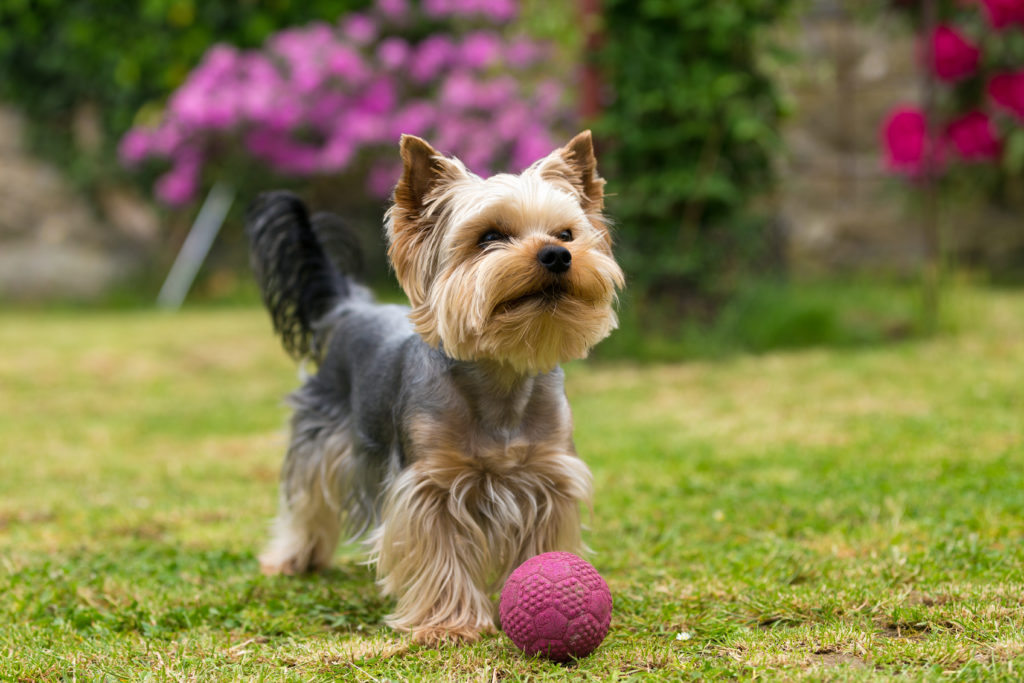 yorkie toys and accessories