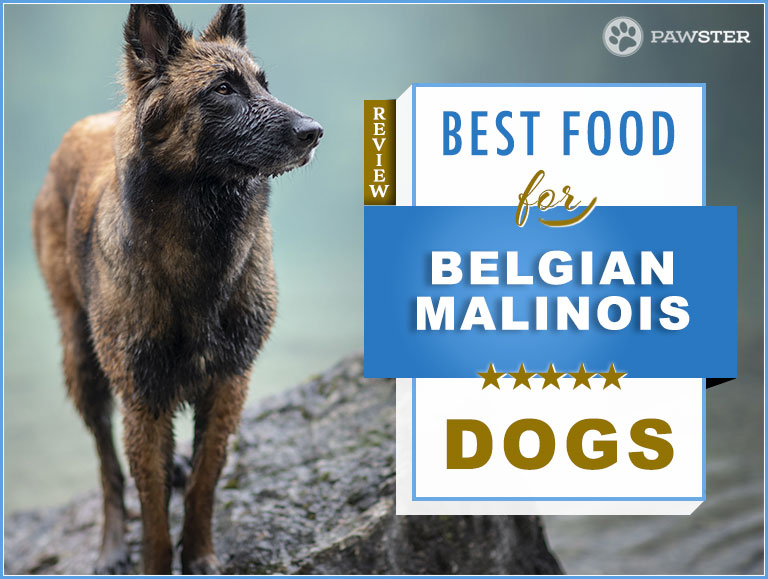 9 Best Belgian Malinois Dog Foods in 2022 + Our In-Depth Feeding Guide and Answers to FAQs