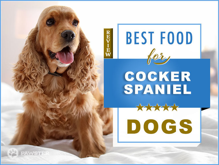 cocker spaniel dog food