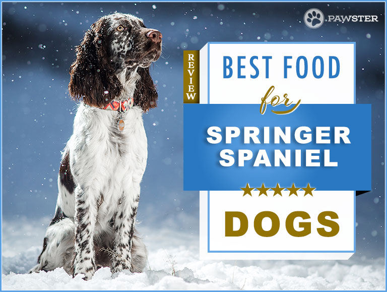 8 Best English Springer Spaniel Dog Food in 2022