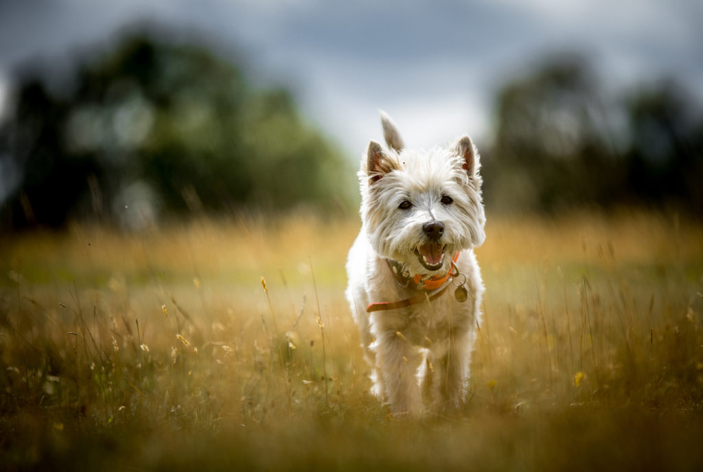 best food for westie with sensitive stomach