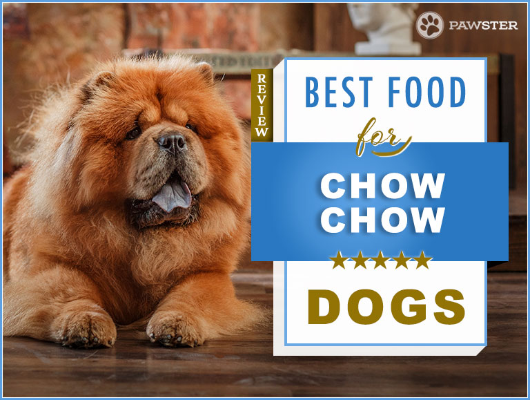 giant chow chow dog
