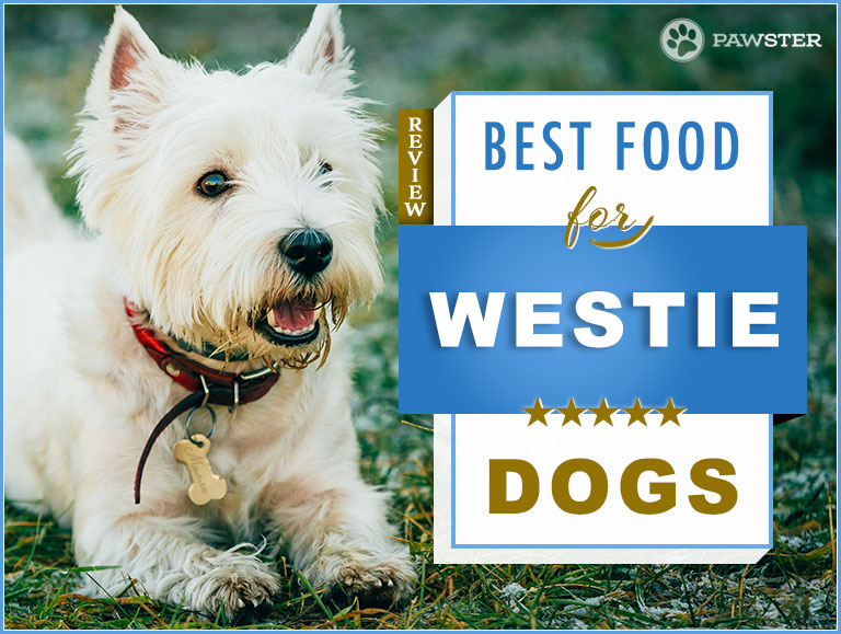 west highland terrier food
