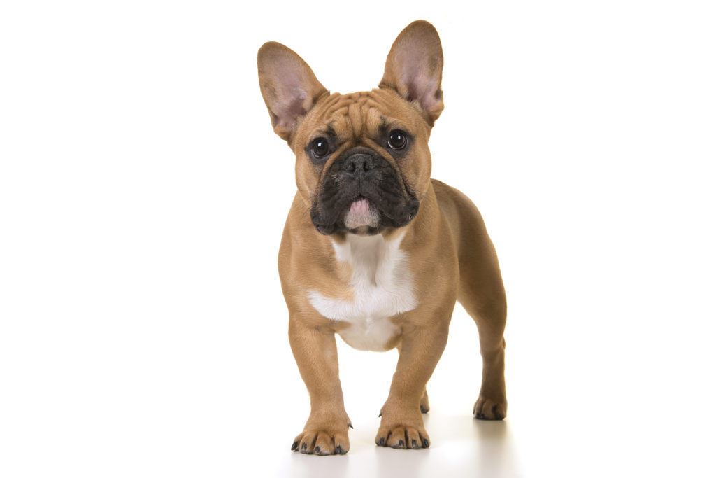 Best Brush French Bulldog of the decade Learn more here 