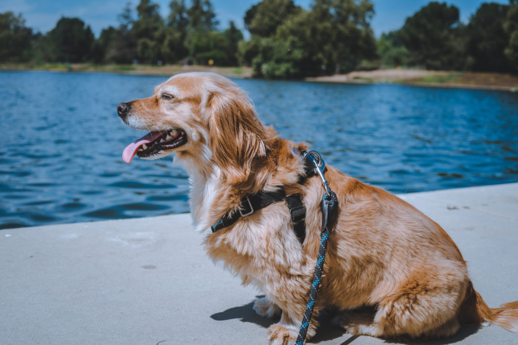 7 Best Dog Harnesses For A Golden Retriever In 2021