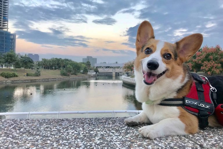 Best Harness For Your Cute Corgi