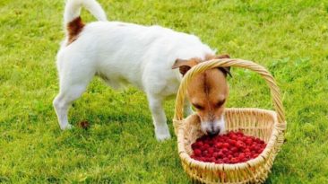 Are raspberries safe for dogs