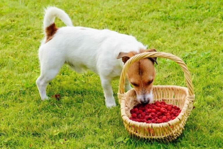 Can My Dog Eat Raspberries?