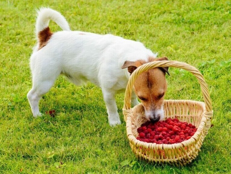 Are raspberries safe for dogs