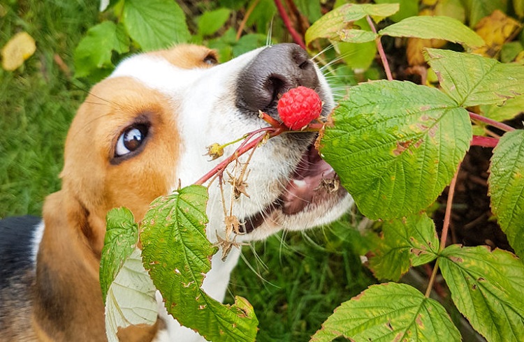 benefits of raspberries