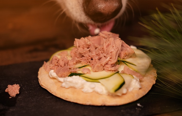 dog eating snack with tuna on it