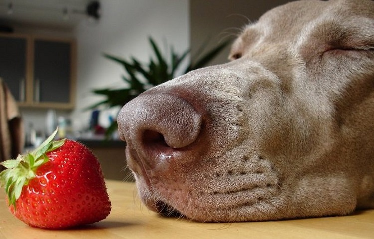 what berries are dangerous for dogs