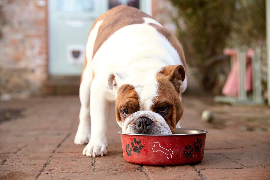 Best Dog Food For English Bulldogs