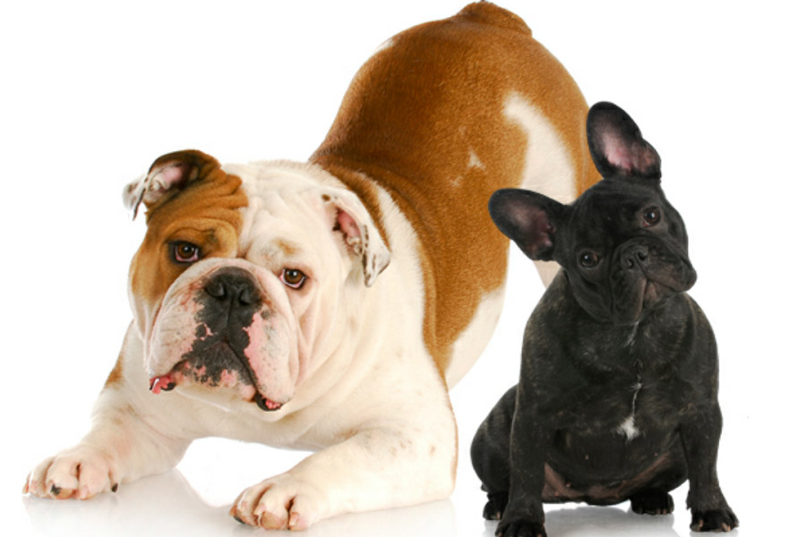 French Bulldog Vs. English Bulldog - What's The Difference