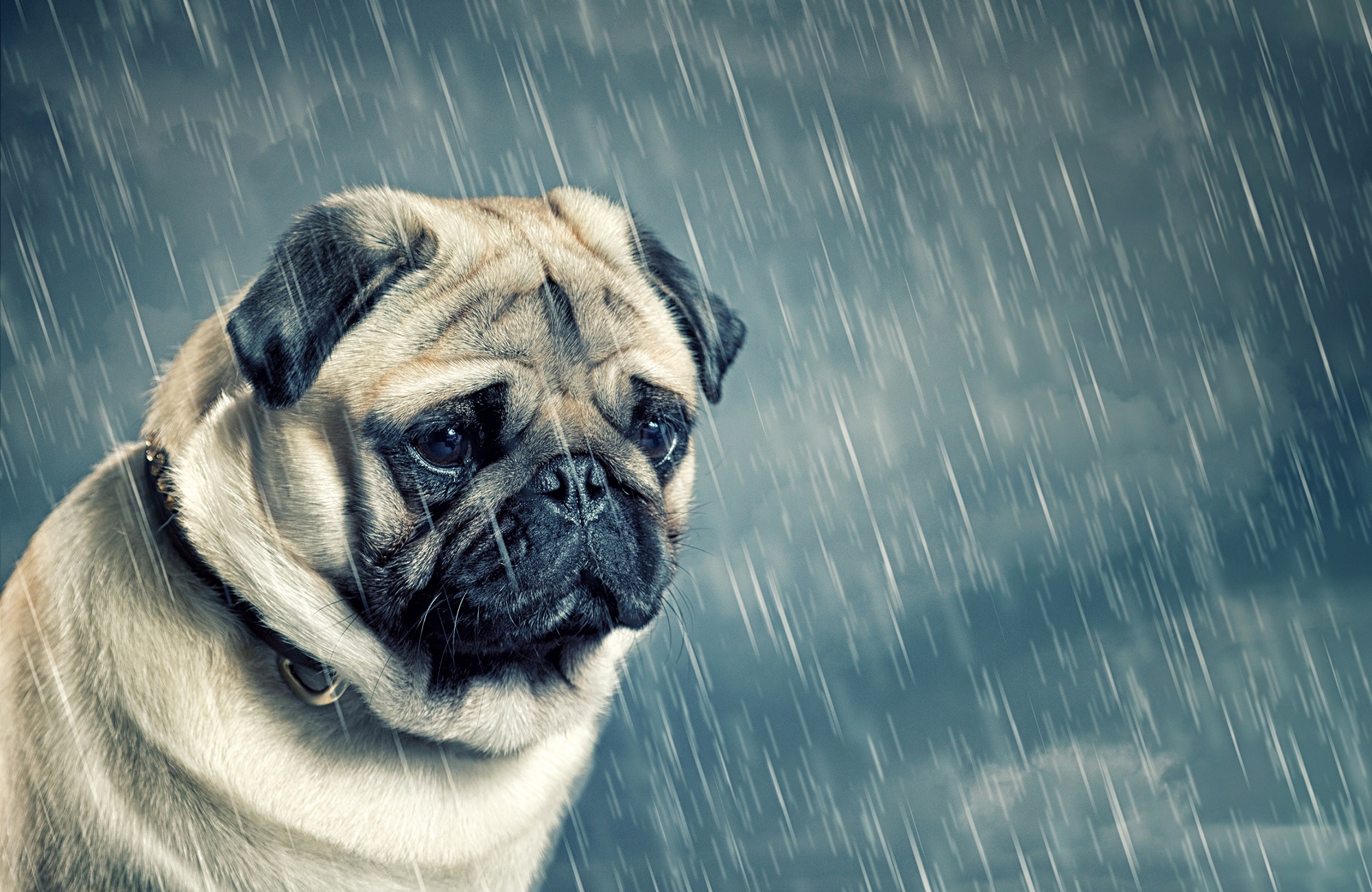 Signs of Depression in a Dog