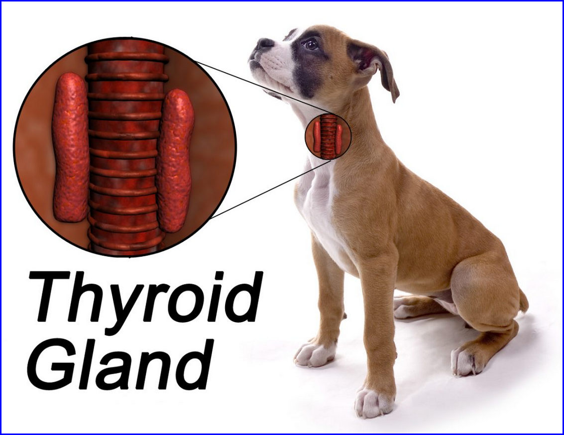 Dog Thyroid