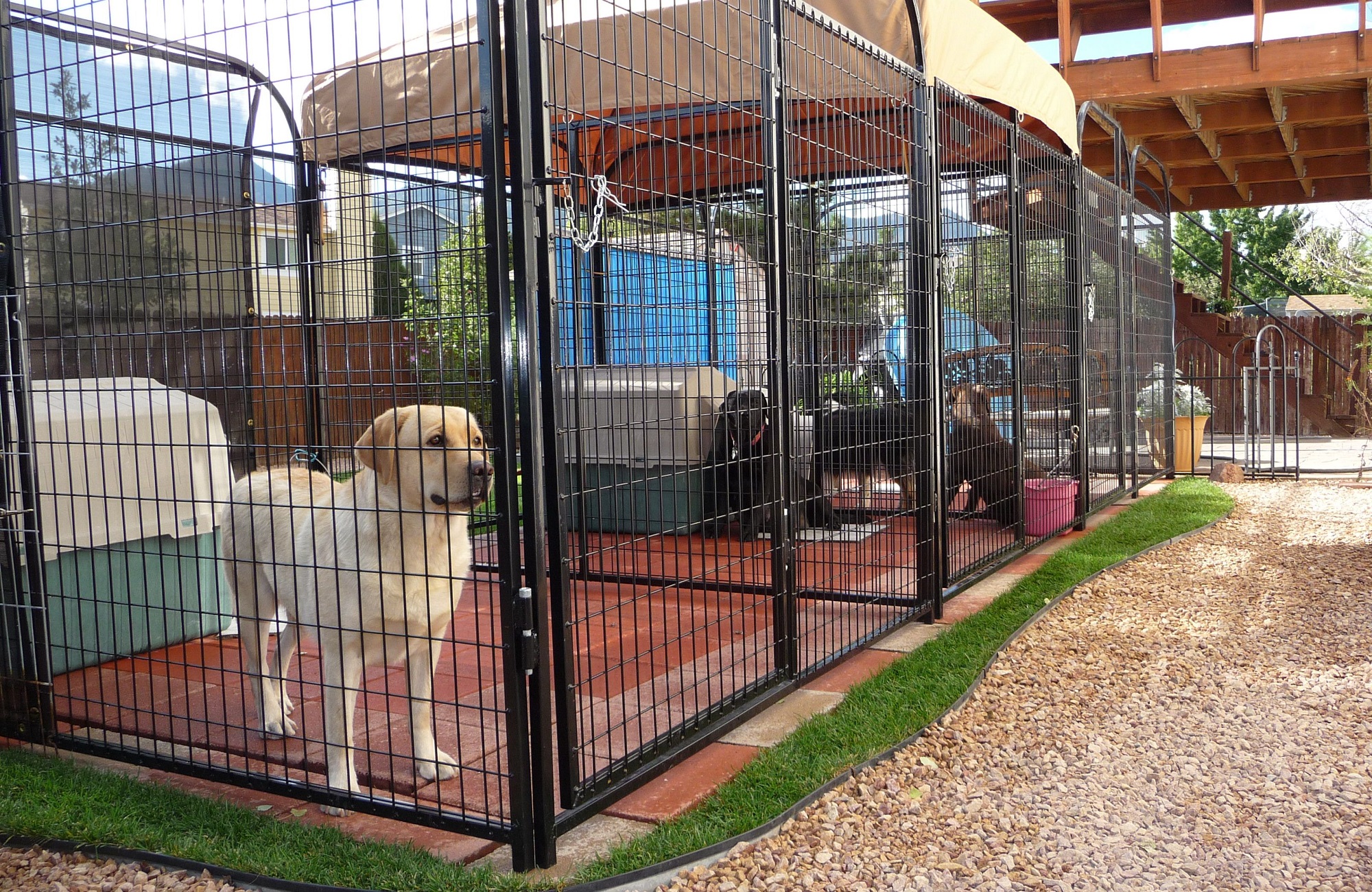 kennel and dogs
