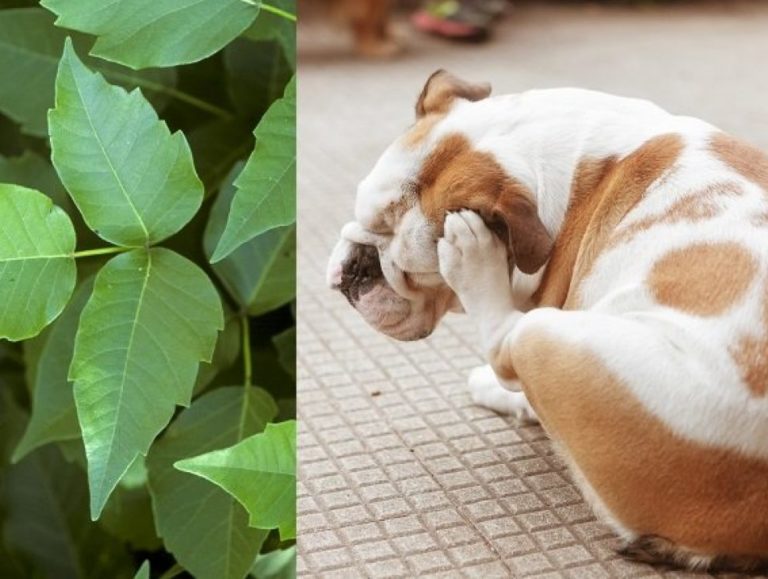 Dogs and poison ivy 