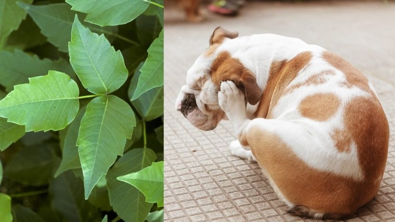 Dogs and poison ivy 