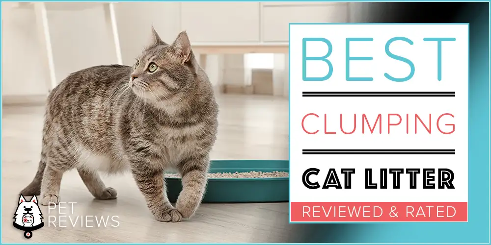 6 Best Clumping Cat Litters With Our 2024 BudgetFriendly Pick