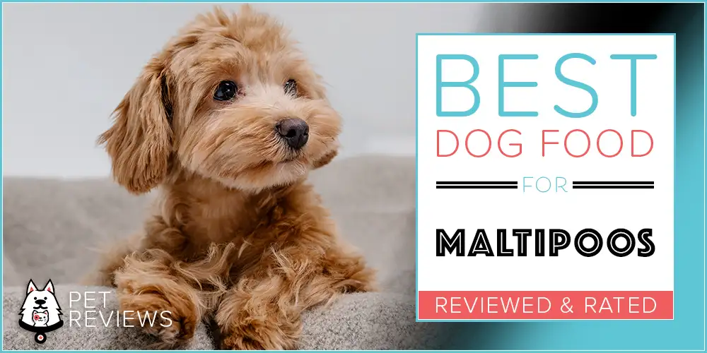 11 Best Dog Foods for Maltipoos in 2024 and Our Unique Feeding Guide