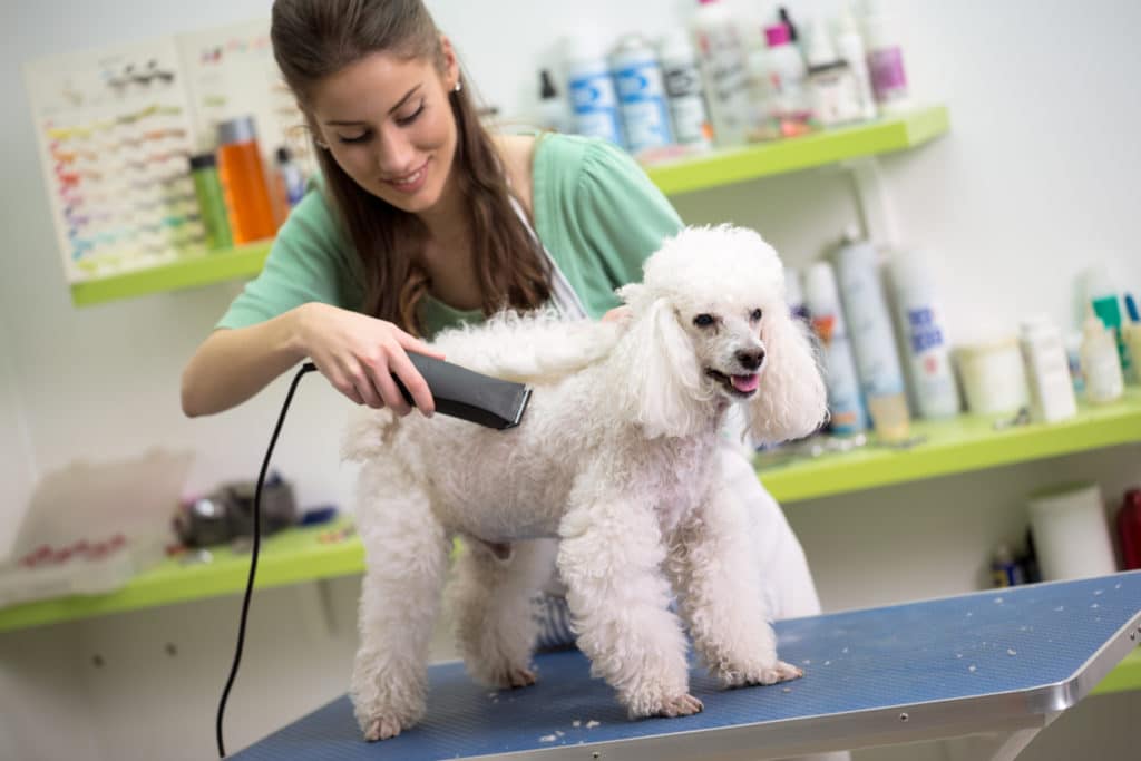 7 Best Poodle Dog Hair Clippers + Answers to the Most Frequently Asked ...