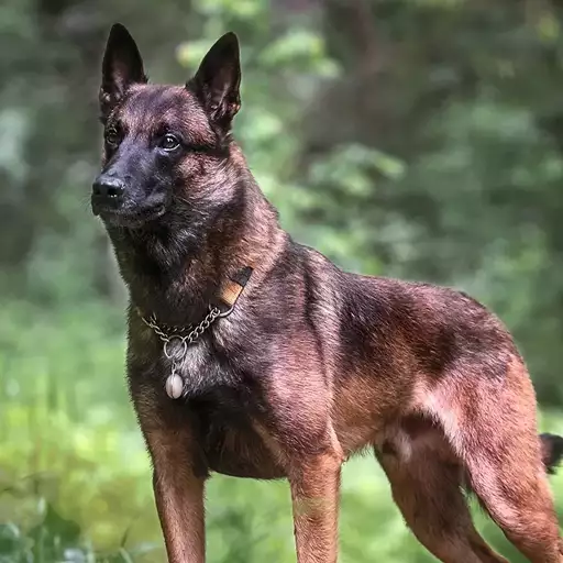 Sable Colored Belgian Malinois