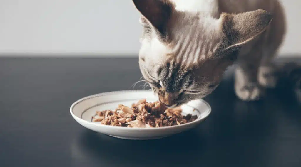 best cat food for skin allergies