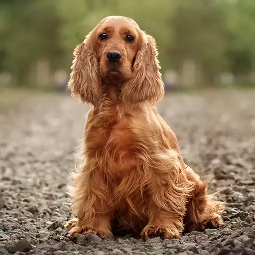 English Cocker Spaniel Dog Breed